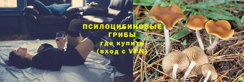 shop формула  Венёв  Псилоцибиновые грибы Psilocybine cubensis 